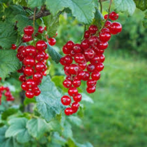 Kırmızı Frenk Uzüm Fidanı resmi