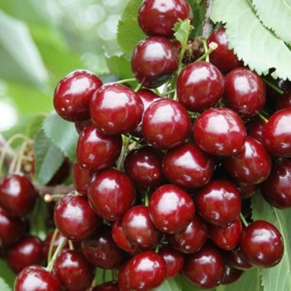 Kiraz Fidanı Fidanı resmi