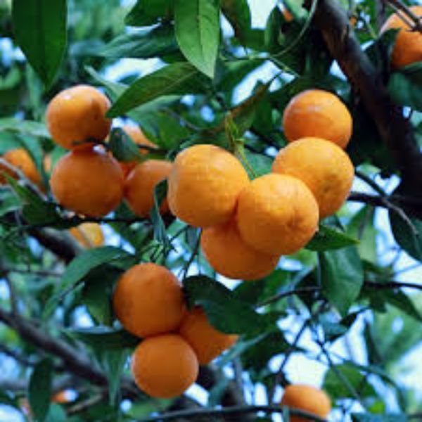 Klemantin Mandalin Fidanı resmi