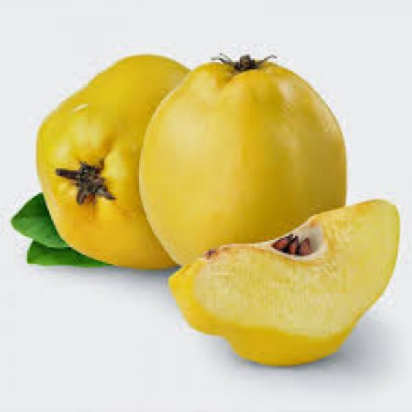 Limon Ayva Fidanı resmi