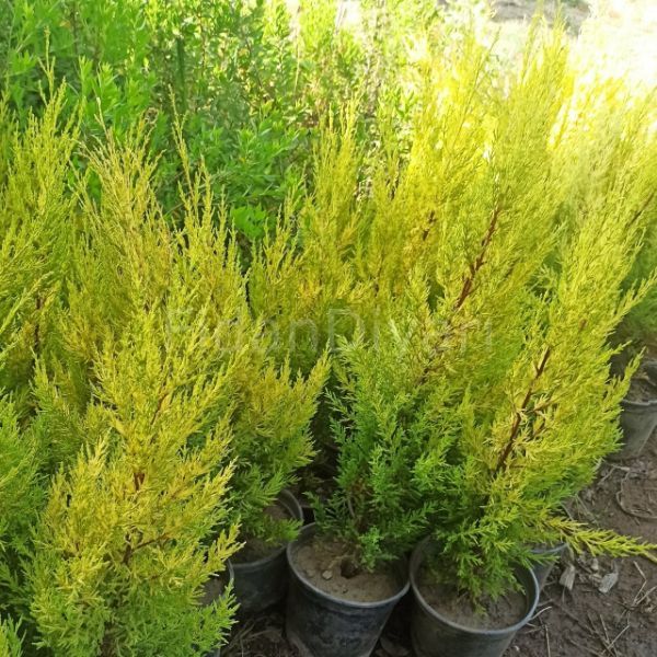 Limon Servi Fidanı resmi