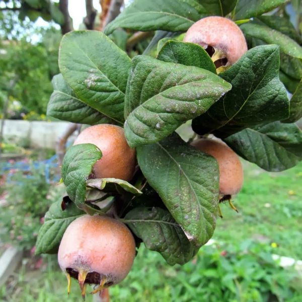 Muşmula Fidanı Fidanı resmi