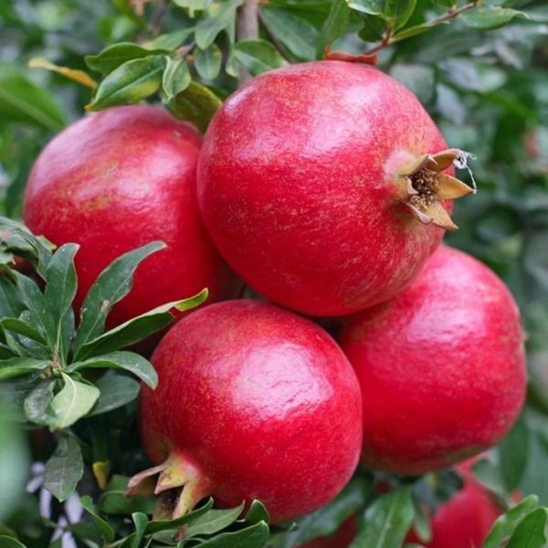 Nar Fidanı Fidanı resmi