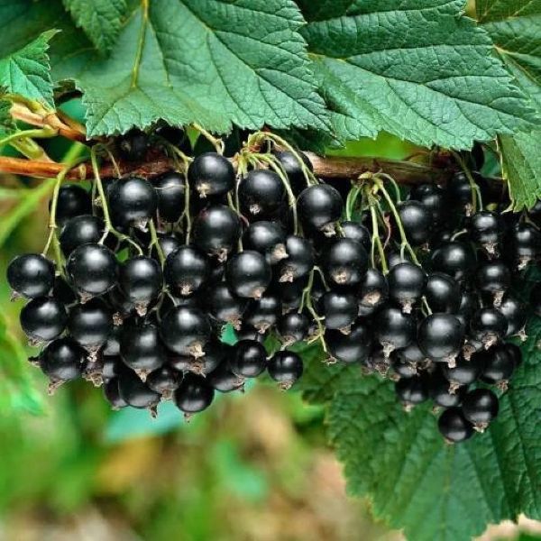 Siyah Frenk Uzüm Fidanı resmi