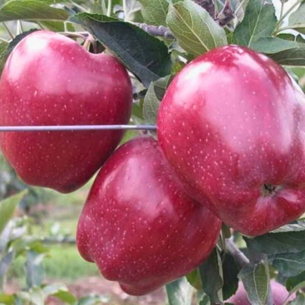 Star Crimson Delicious Elma Fidanı resmi
