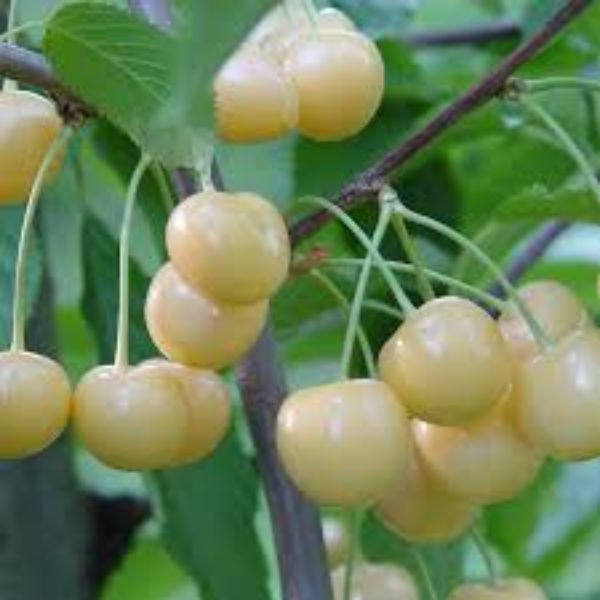 Starks Gold(beyaz kiraz) Kirazı Fidanı resmi