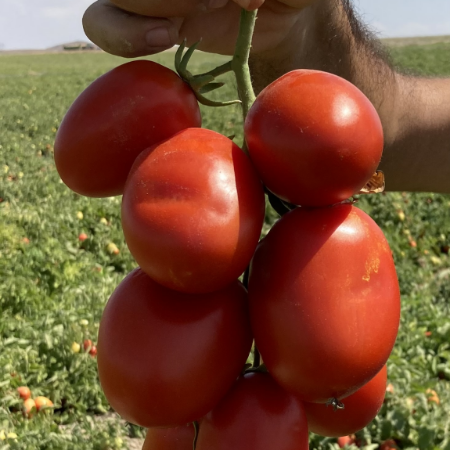 Si̇ftah Domates Tohumu resmi