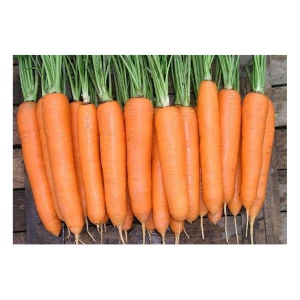 Trallyance F1 Hibrit Havuç Tohumu resmi