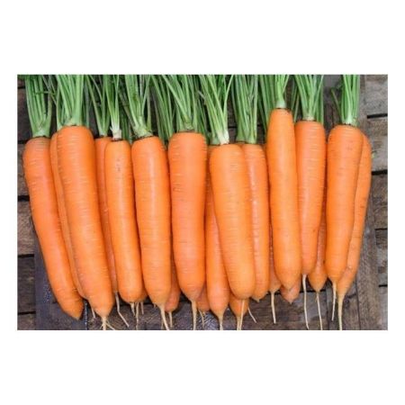 Dormare F1 Hibrit Havuç Tohumu resmi