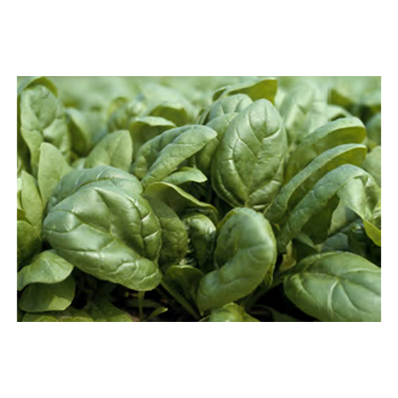 Dracus F1 Hibrit Ispanak Tohumu resmi