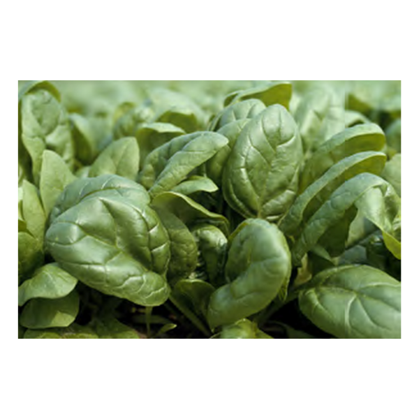 Zedaron F1 Hibrit Ispanak Tohumu resmi