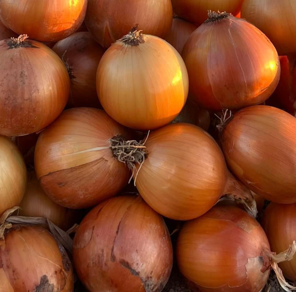 Anillo F1 Hibrit Soğan Tohumu resmi