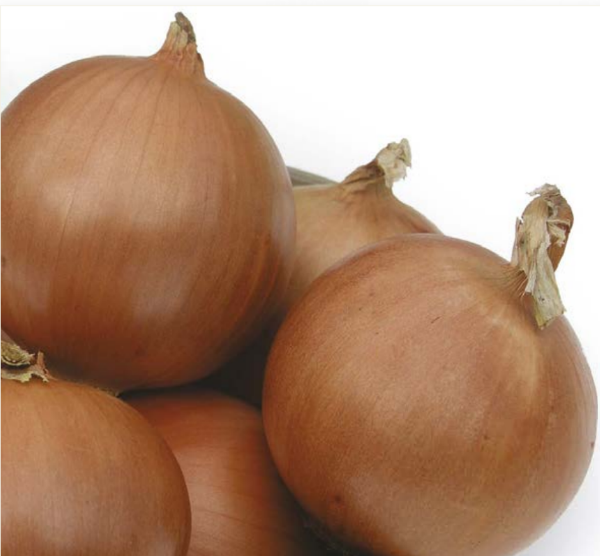 Pandero F1 (Sarı) Soğan Tohumu Hibrit Soğan Tohumu resmi