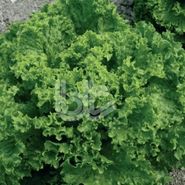 Bt Kışlık Marul 016 Marul Tohumu resmi