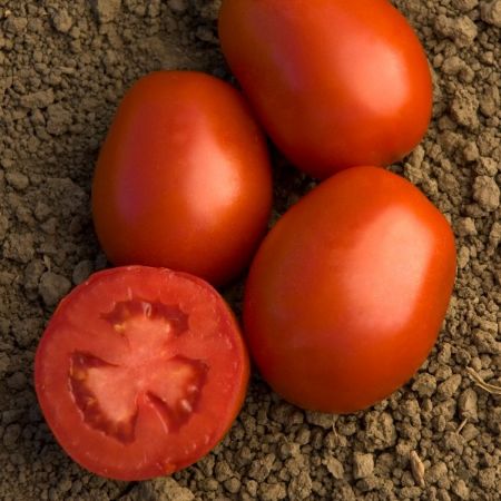 DRI-0319 F1 Domates Tohumu resmi