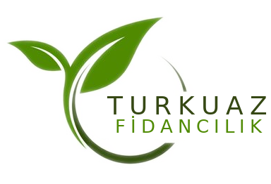 Turkuaz