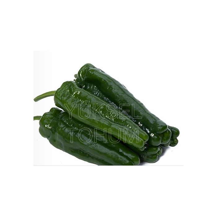 Çözüm F1 Dolma Biber Tohumu