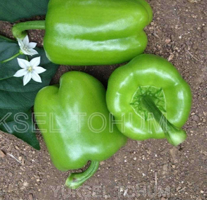 Abone F1 Dolma Biber Tohumu.