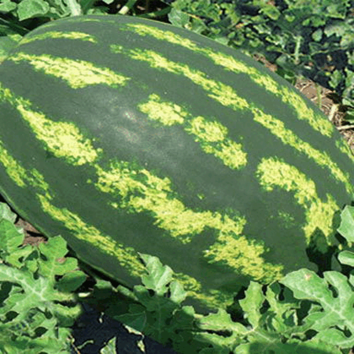 Crimson Sweet Karpuz Fidesi