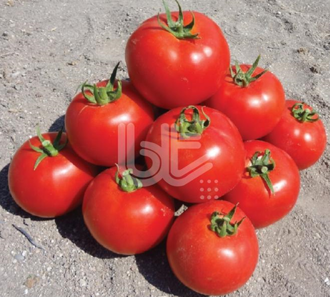 Bt 236 F1 Domates Fidesi
