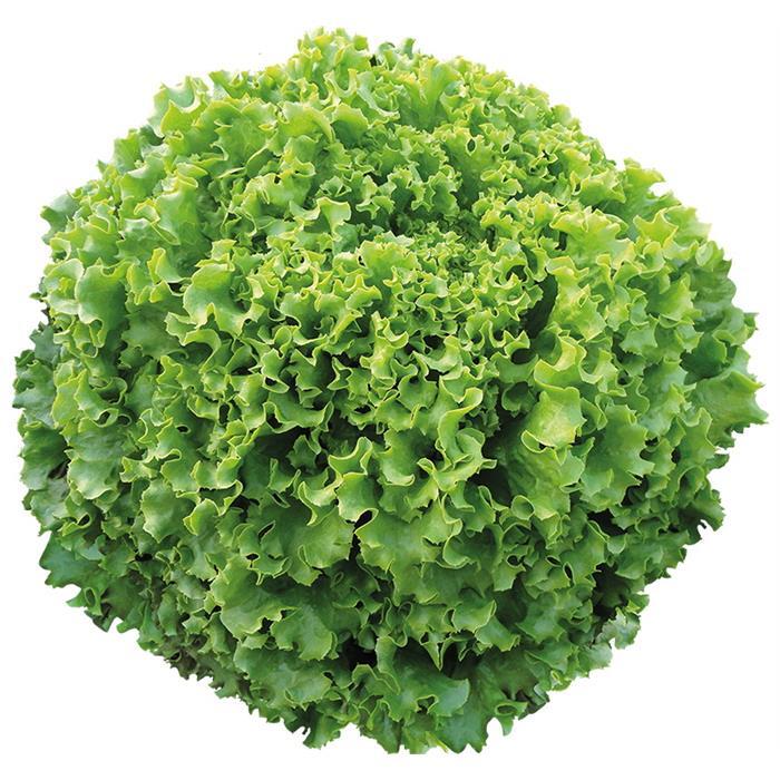 Maritima Marul Tohumu