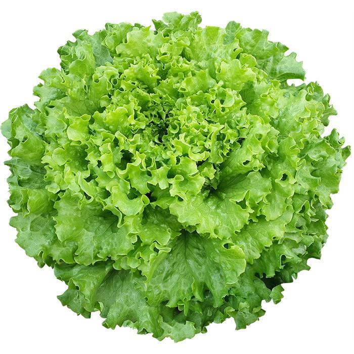Caipira Marul Tohumu