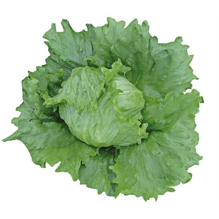Pedrola Marul Tohumu
