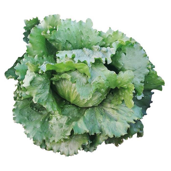 Botiola Marul Tohumu