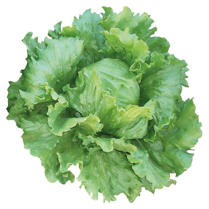 Papiro Marul Tohumu