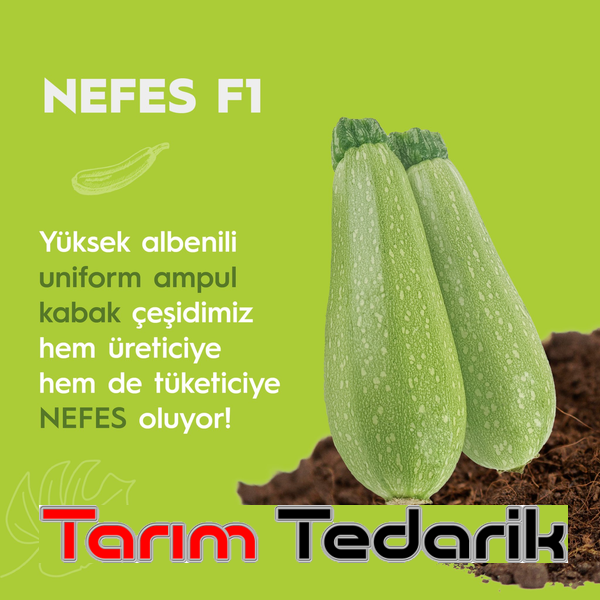 Nefes F1 Kabak Tohumu