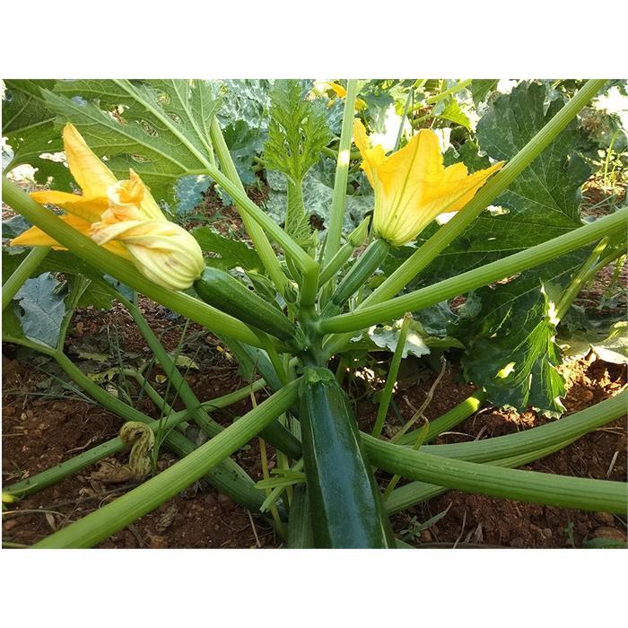Kuzgun F1 Kabak Tohumu (Siyah)