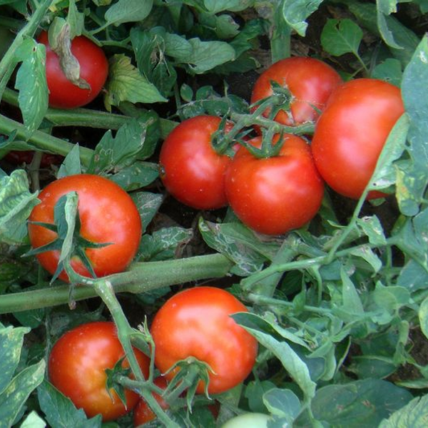 Redland F1 (Oturak) Domates Tohumu