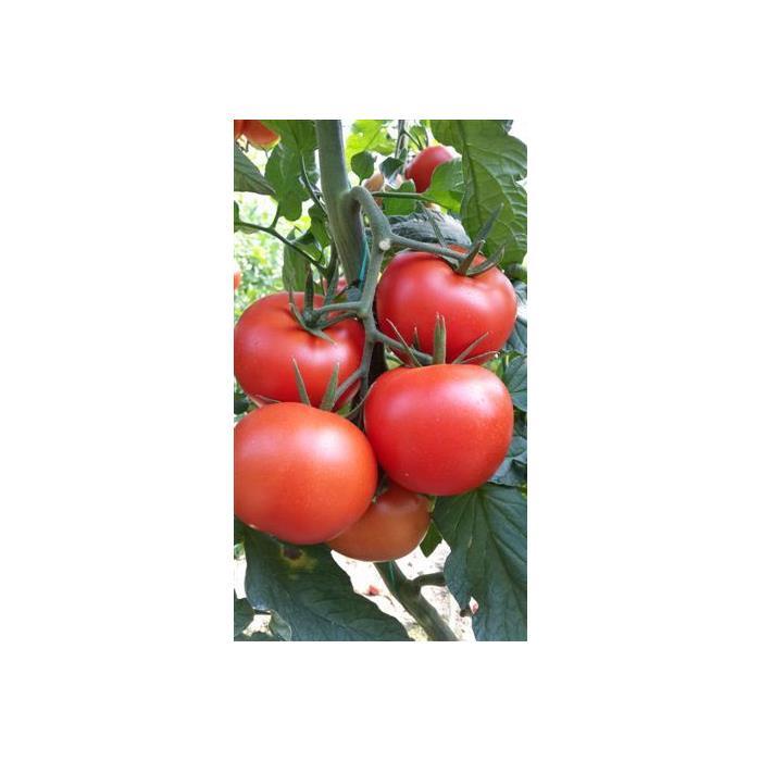 Sylviana F1 Domates Tohumu
