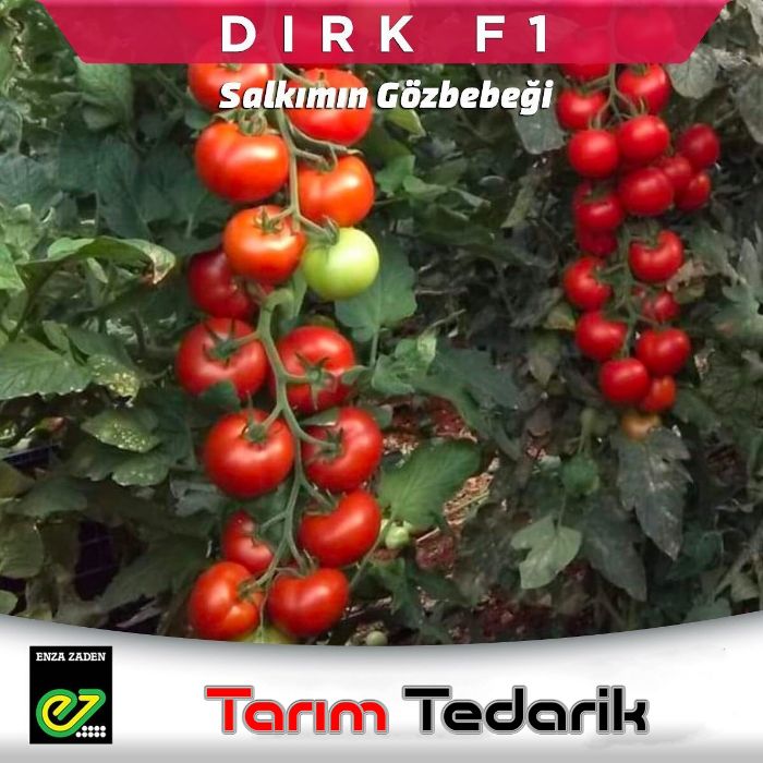 Dirk F1 (Salkım) Domates Tohumu