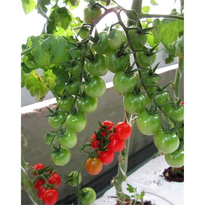 Çerinar F1 Domates Tohumu (Cherry)