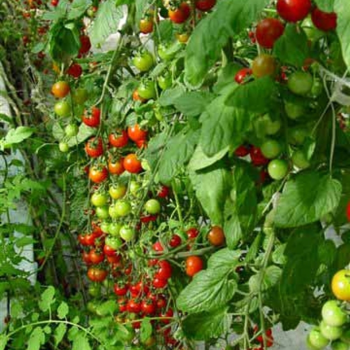 Nectar F1 Domates Tohumu (Cherry) Tomv,Ff5,Fol:0,1