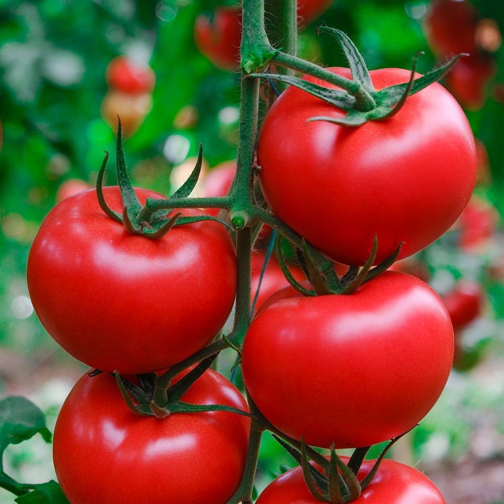 Kuantum F1 Domates Tohumu