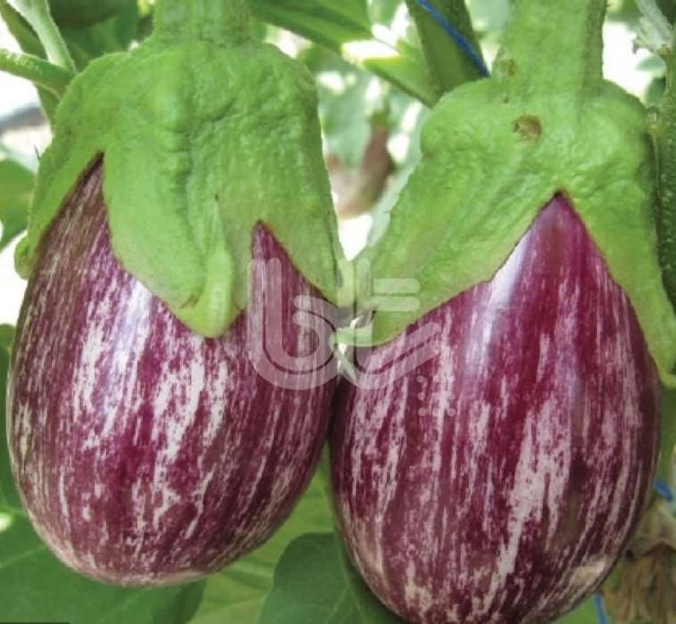 Bt Zebra F1 (Topan Çizgili) Patlıcan Tohumu
