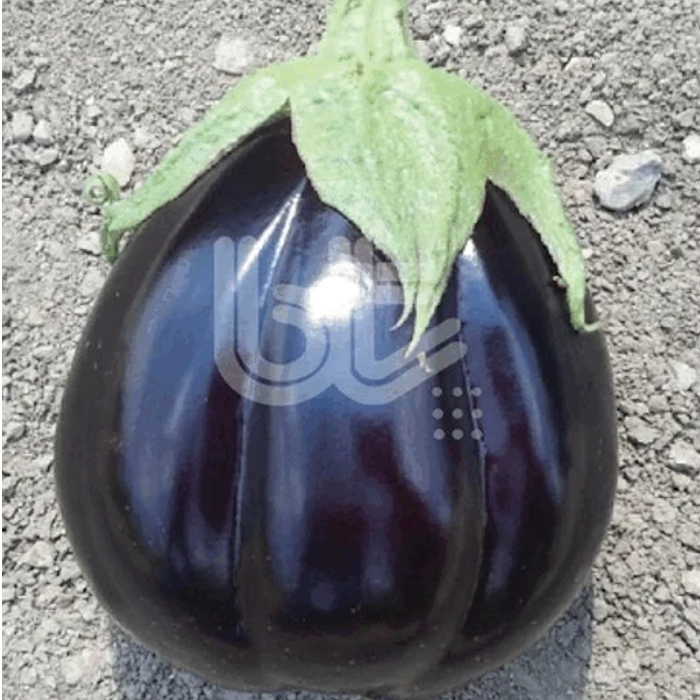 Bt Çantalı F1 (Topan) Patlıcan Tohumu