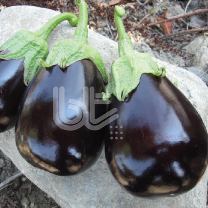 Bt Malkara F1 (Topan) Patlıcan Tohumu