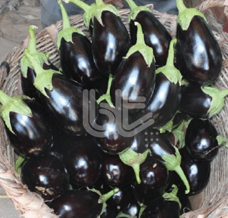 Bt Karabaş F1 (Topan) Patlıcan Tohumu