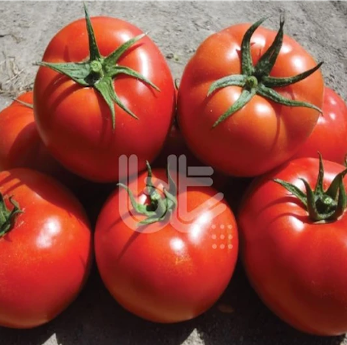 Bt Bur-Ty F1 Oturak Domates Tohumu