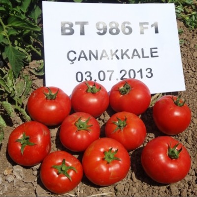 Bt 986 F1 Oturak Domates Tohumu