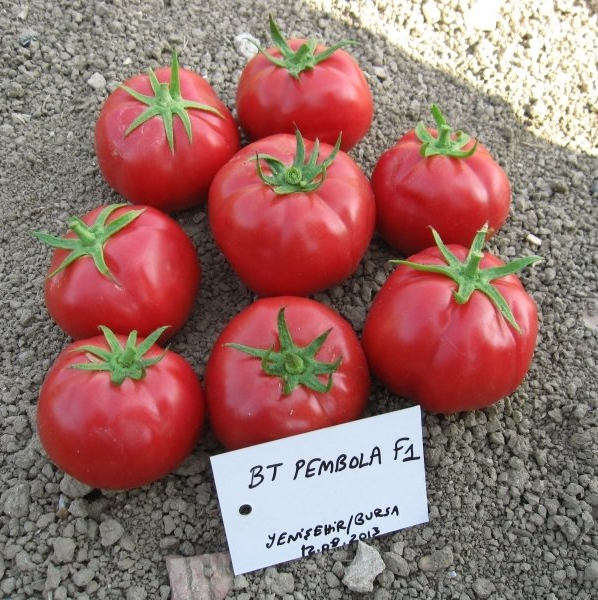 Bt Pembola F1 (Pembe) Oturak Domates Tohumu