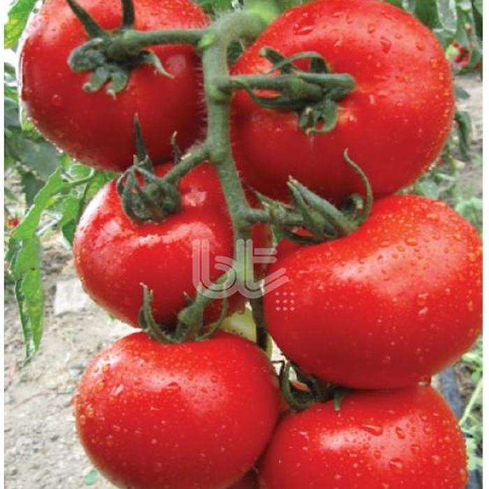 Bt 11-34 F1 Sırık Domates Tohumu