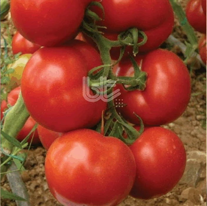 Bt 11-20 F1 Sırık Domates Tohumu