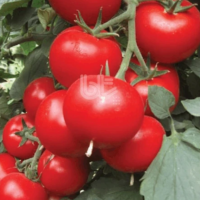 Bt Gülle 55 F1 Sırık Domates Tohumu