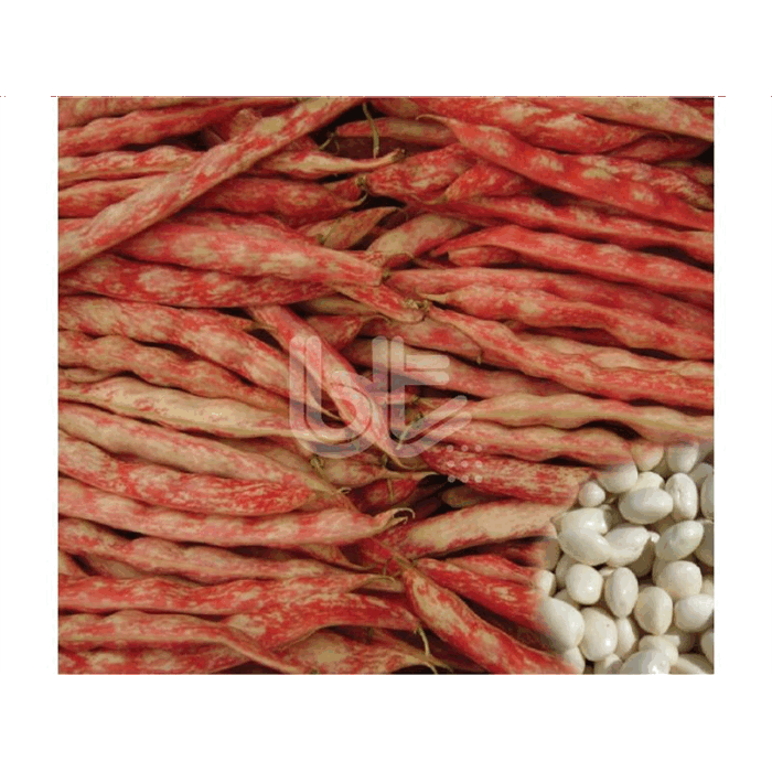 Bt Antunya Sırık Barbunya Tohumu 1 Kg