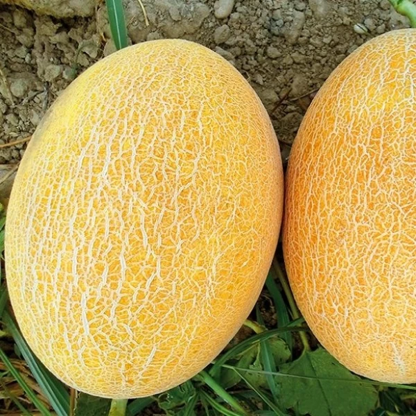 Ananas Kavun Tohumu
