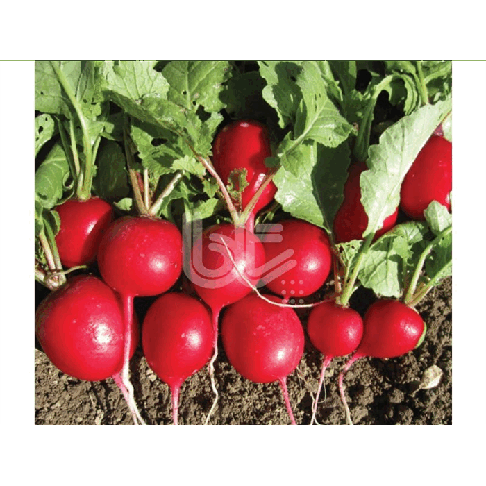 Fındık Turp Turp Tohumu